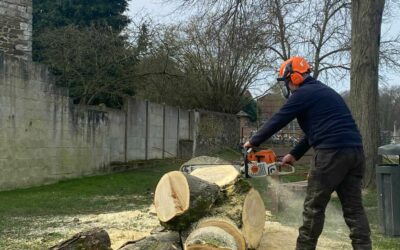 Abattons pour mieux replanter