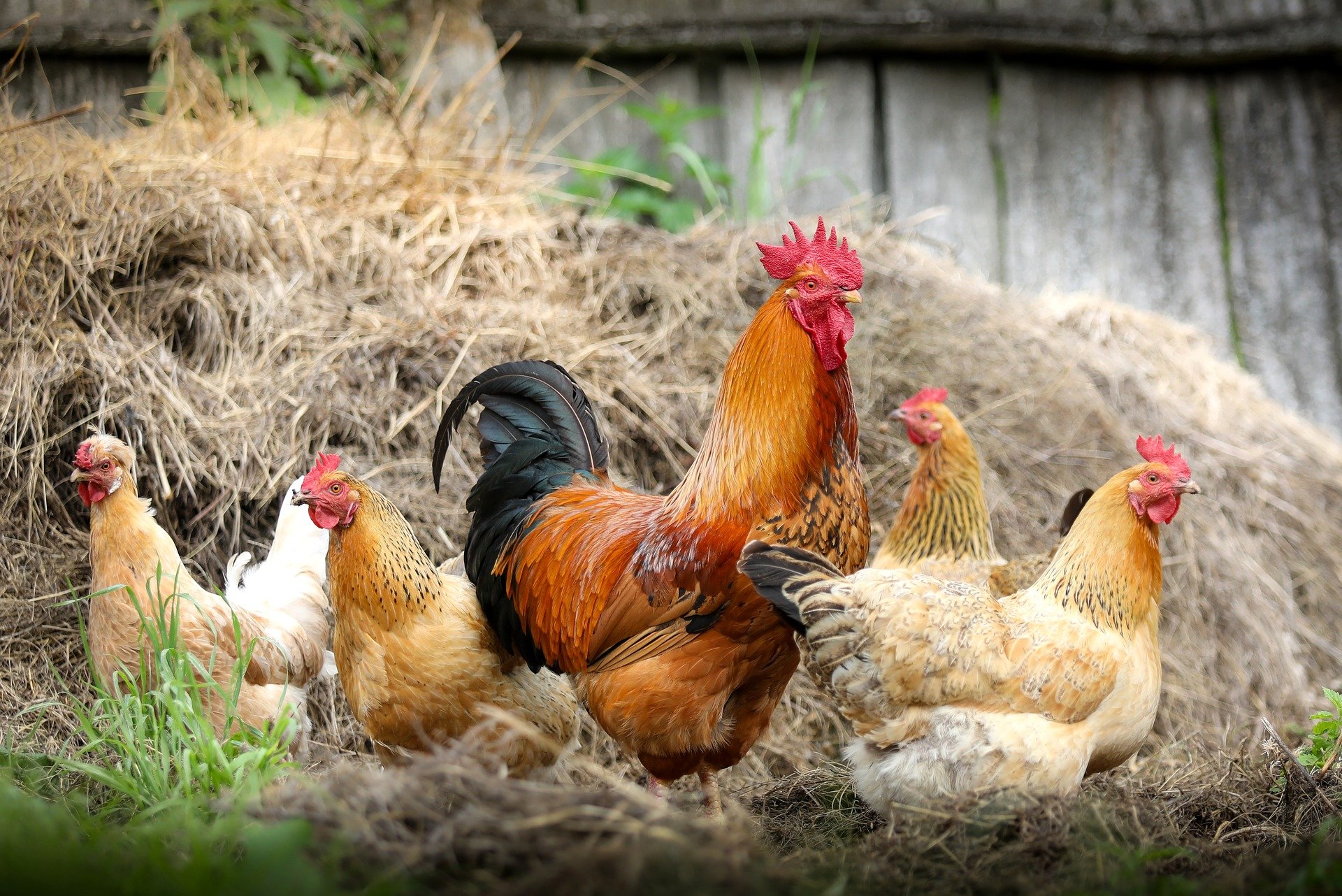 un coq entouré de poules dans du foin