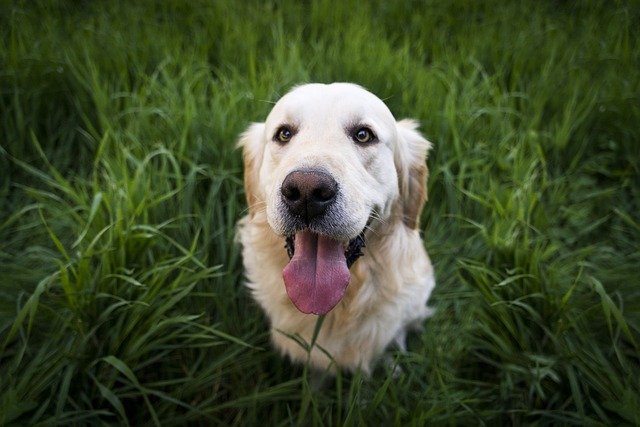 Chien Chien heureux dans les herbes