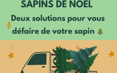 Ramassage des sapins