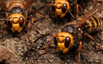 Lutte contre le frelon asiatique