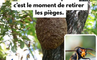 Frelons asiatiques : c&rsquo;est le moment de retirer les pièges