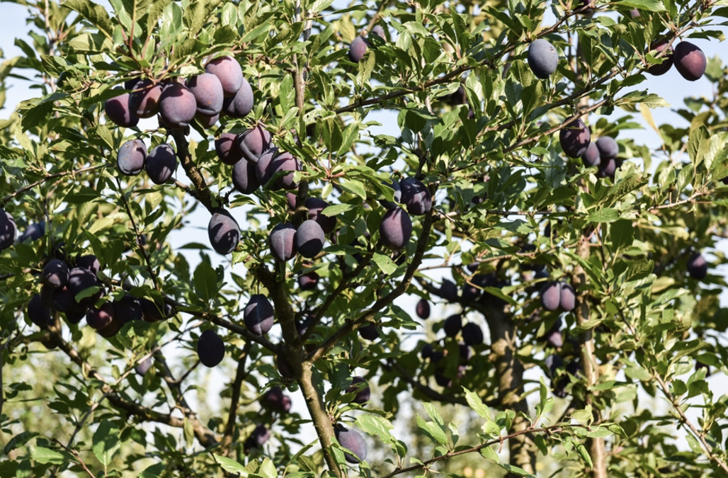Semaine de l&rsquo;arbre, distribution de plants – 22 novembre