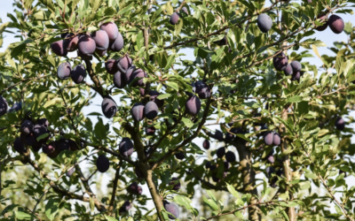 Semaine de l&rsquo;arbre, distribution de plants – 22 novembre